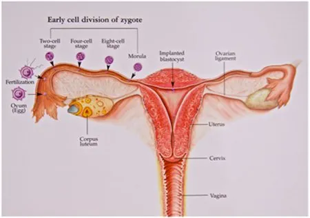 Stages of Embryo Development During In-Vitro Fertilization (IVF)